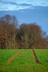 Naklejka premium Champ et forêt en automne