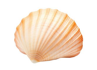 Seashell isolated on white background