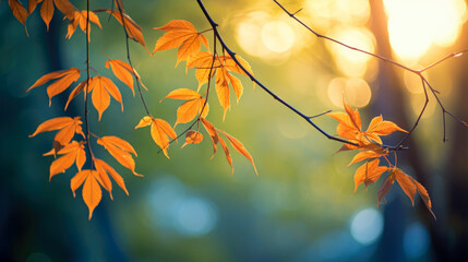 Beautiful autumn leaves in the park. Bokeh effect.