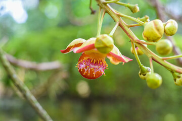 Flower of Couroupita guianensis or cannonball tree in Malaysia