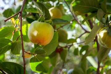 persimmon fruit ripening on the tree