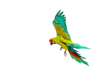 Colorful flying parrot isolated on transparent background png file	