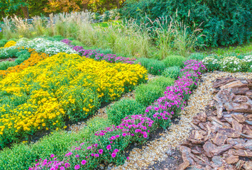 Flowerbed of chrysanthemums and Pennisetum in the park