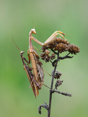 Europäische Gottesanbeterin (Mantis religiosa)