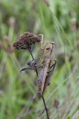 Europäische Gottesanbeterin (Mantis religiosa)