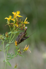 Europäische Gottesanbeterin (Mantis religiosa)