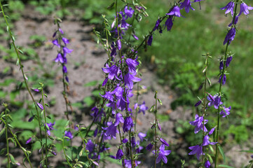 Naklejka premium Campanula rapunculoides, creeping bellflower, or rampion bellflower