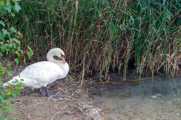 Mute Swan: Graceful Mute Swans Gliding Serenely on Vienna's Lake.