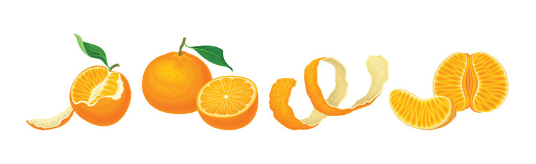 Mandarin Sweet Citrus Fruit with Bright Orange Peel and Lobule Vector Set