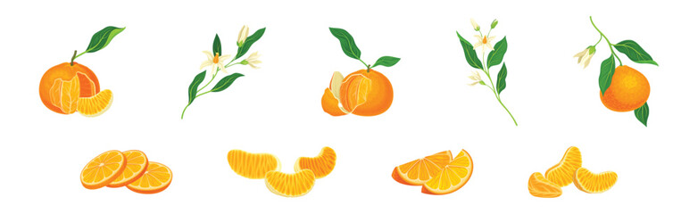 Mandarin Sweet Citrus Fruit with Bright Orange Peel and Lobule Vector Set