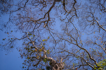 The canopy of the linden tree has lost all its leaves