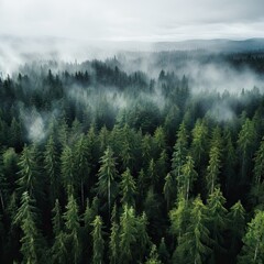 A Bird's Eye View Of A Pine Forest, Naturalism, Anamorphic Widescreen, Thick Northern Pacific Rain Forest With Low Cloud