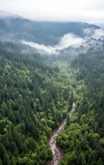 Fototapeta na wymiar A Bird's Eye View Of A Pine Forest, Naturalism, Anamorphic Widescreen, Thick Northern Pacific Rain Forest With Low Cloud