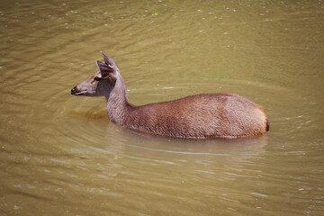 female sambar deer standing in brown color river at khaoyai national park thailand