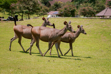 group of female sambar deer in khaoyai national park thailand