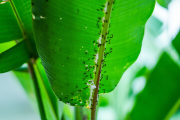 Ant nests on the underside of banana plant leaves