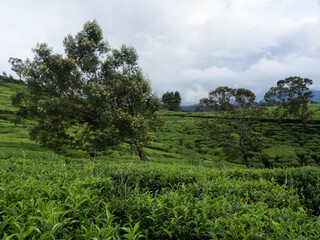 Fototapeta na wymiar tree in the tea field