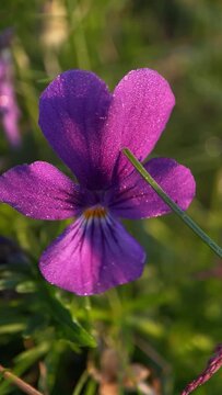 macro, forest violet in the morning sunlight, beauty of nature, forest plants