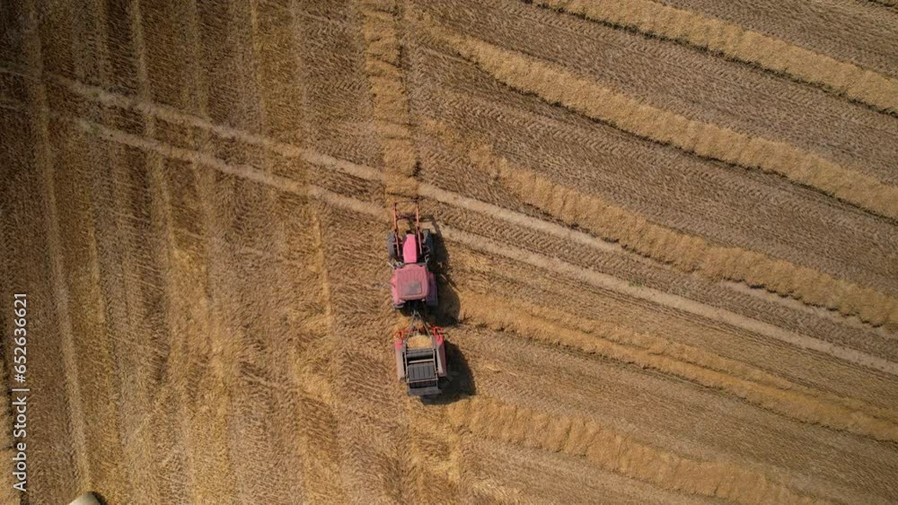 Poster top-down view of red combine harvester in action. slicing through golden wheat field in poland