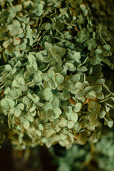 leaves background, texture, flowers, green, foliage, grass, field, herd, closeup, plant, garden, nature, autumn mood, vibe, aesthetic