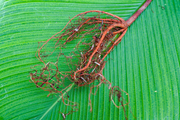 dried plant roots on green leaf, dried roots on the leaf, dry plant roots, dried plant roots, nature abstract background, close up of a green leaf, close up of roots, nature wallpaper