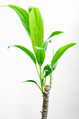 plant isolated on white, plant on white background, plant isolated on white, green plant, home garden