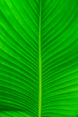 leaves of the ornamental banana plant, calathea lutea, green leaf background, green leaf texture, close up of green leaves, close up of green leaf, green leaf background, leaves in the sun