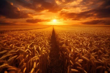 Photo sur Aluminium Rouge 2 Golden wheat field and day light ,Generative AI