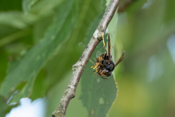 Asiatische Hornisse (Vespa velutina)