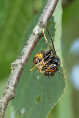 Asiatische Hornisse (Vespa velutina)