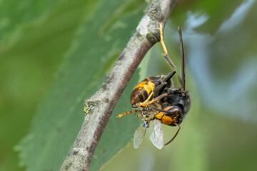 Asiatische Hornisse (Vespa velutina)