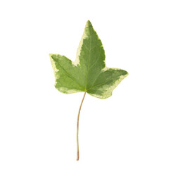 Leaf in various shades of green with light cream flecks. On a transparent background.