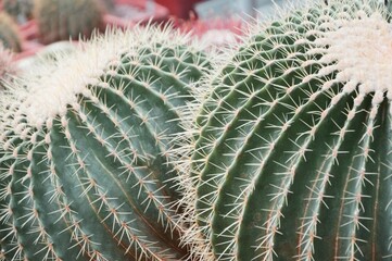 Pair of large green round cactus close-up, beautiful texture and sharp thorns. Cactus garden.