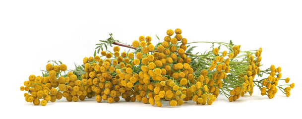 Flowering herbaceous plant Tansy isolated on white background. Border of wild  flowers herbs...