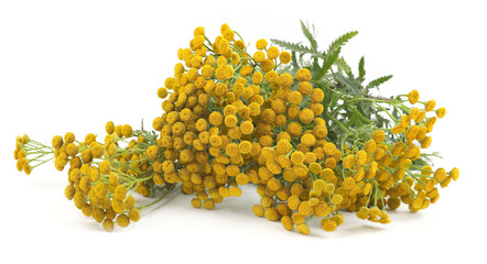 Flowering herbaceous plant Tansy isolated on white background. Border of wild  flowers herbs...