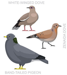 Cute Bird Zenaida Dove Pigeon Set Cartoon Vector