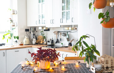Purple oxalis in a pot with a face in the interior of the house in the kitchen, illuminated by garland lamps. Potted plant in a green house
