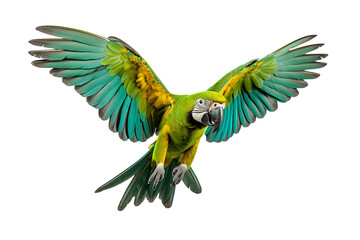 a beautiful parrot flying full body on a white background studio shot isolated PNG - Powered by Adobe