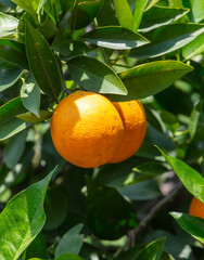 A ripe orange hangs on a tree branch. Nature