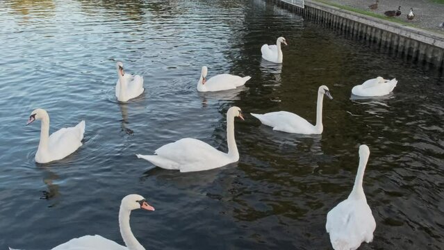 Mute swans searching for scraps of food on the River Bure, Wroxham in the heart of the Norfolk Broads
