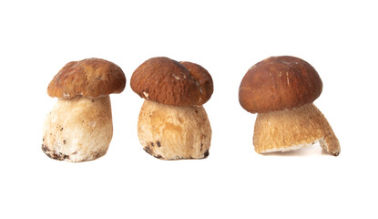 Boletus mushrooms isolated on white background