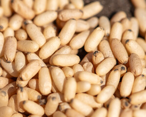 Close up of red ant eggs. Macro