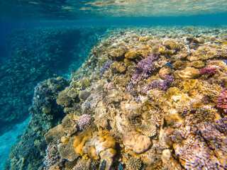 Coral reef under sea water.