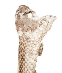 The skin of a snake isolated on a white background