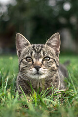 Striped cat on green grass
