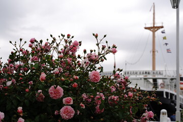 船、大きい船、花、空、海、バラ、横浜、観光、日本、山下公園、公園、植物、春、5月、屋外、空、木、自然、ガーデン、花壇、バラ、綺麗、景色、神奈川、ピンク、白、