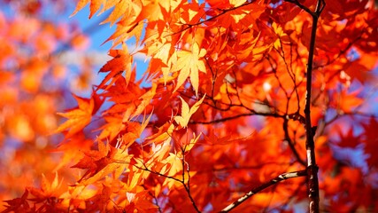 Autumn scenery of Yeongiam Hermitage at Hwaeomsa Temple in Gurye, Korea