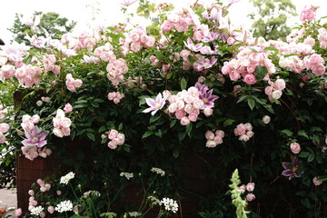 花、空、バラ、横浜、観光、日本、山下公園、公園、植物、春、5月、屋外、空、木、自然、ガーデン、花壇、バラ、綺麗、景色、神奈川、ピンク、白、紫、赤、色とりどり、カラフル、空、
