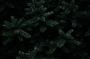 Beautiful Christmas Background with green fir tree brunch close up. Copy space, trendy moody dark toned design for seasonal quotes. Vintage December wallpaper. Natural winter holiday forest backdrop - obrazy, fototapety, plakaty