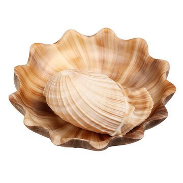 Shell isolated on transparent background 